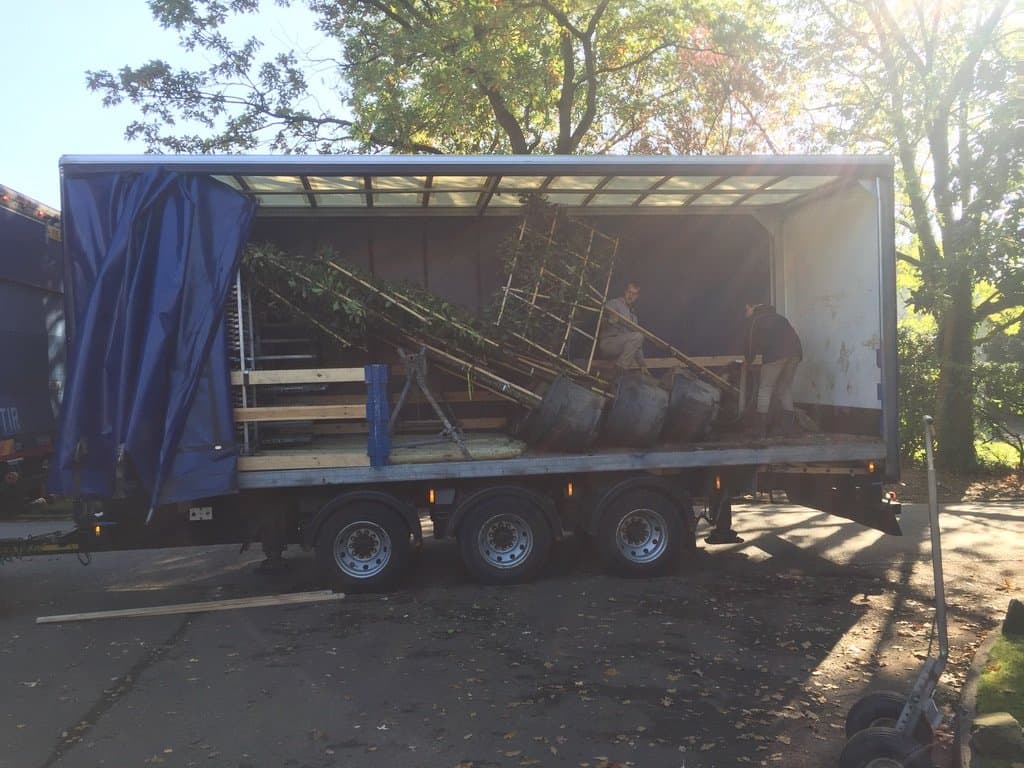 A lorry delivering pleached trees on wooden frames, ready for planting