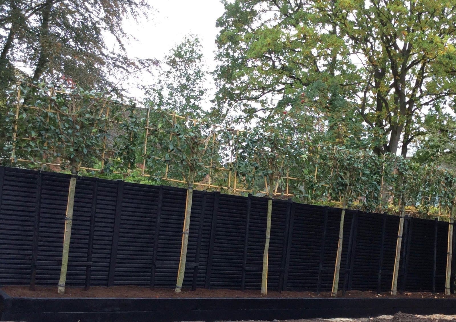 Contemporary black slatted fencing with a row of pleached trees above a new border