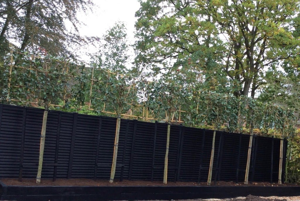 Pleached Hedge | Cheshire Landscape Gardener | Jason Costello