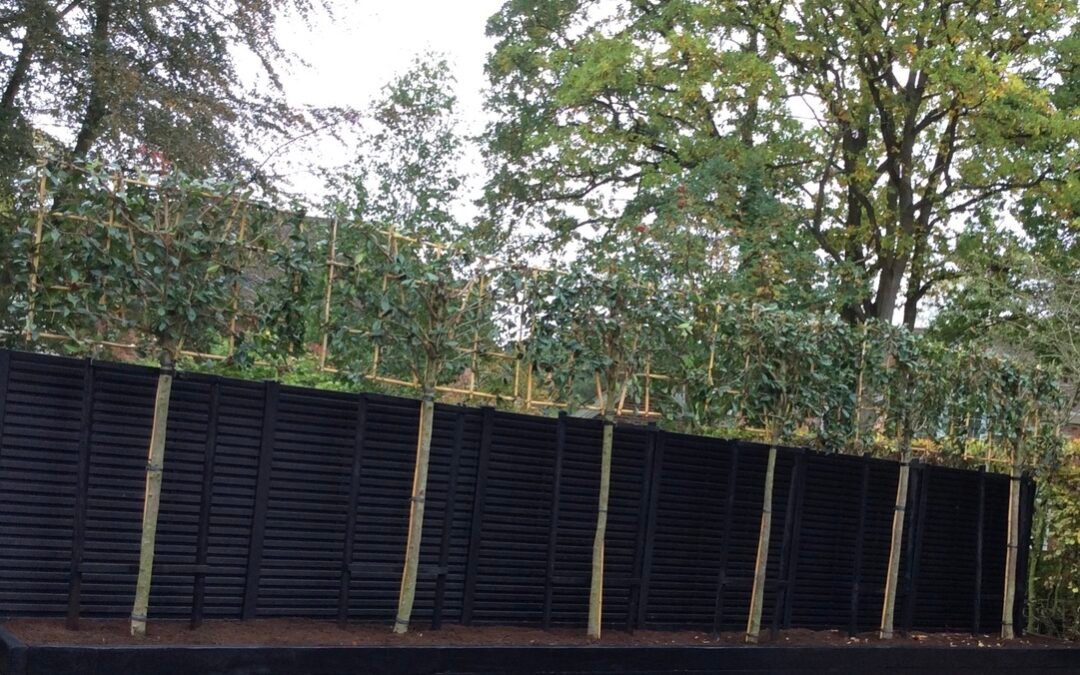 pleached trees