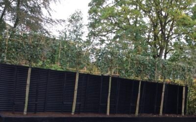 The Ultimate Guide to Pleached Trees: Types, Care, and Aesthetic Landscaping